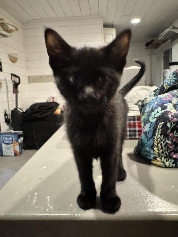 Enlarge Bird, a Adopted Domestic Short Hair in Grand Rapids, MI image 1/5