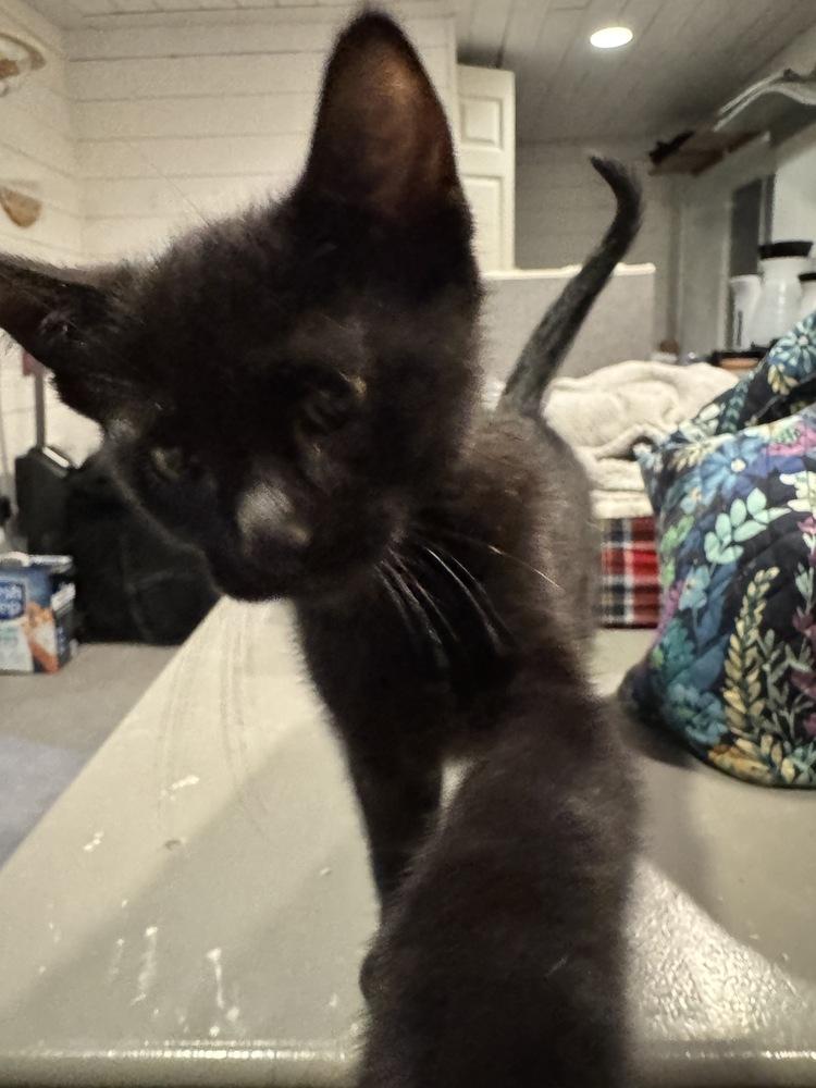 Enlarge Bird, a Adopted Domestic Short Hair in Grand Rapids, MI image 2/5