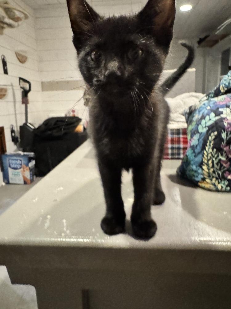 Enlarge Bird, a Adopted Domestic Short Hair in Grand Rapids, MI image 3/5