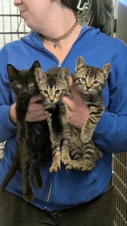 Enlarge Bird, a Adopted Domestic Short Hair in Grand Rapids, MI image 4/5