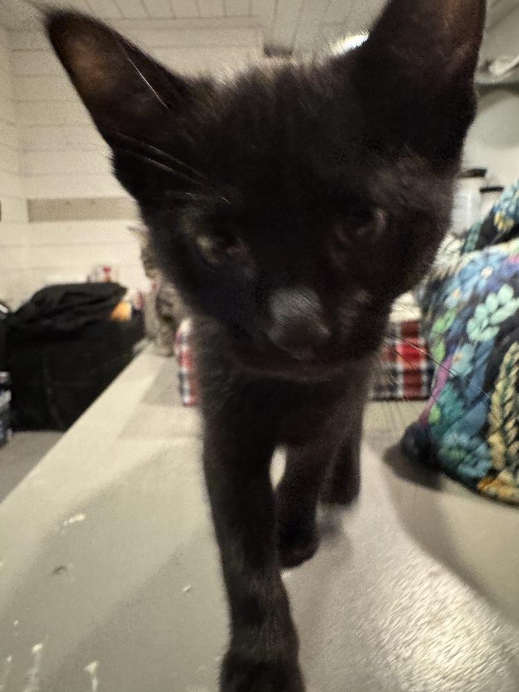 Enlarge Bird, a Adopted Domestic Short Hair in Grand Rapids, MI image 5/5