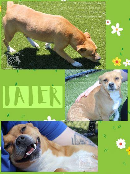 Tater, Adoptable, Adult Female Mixed Breed & Mixed Breed.