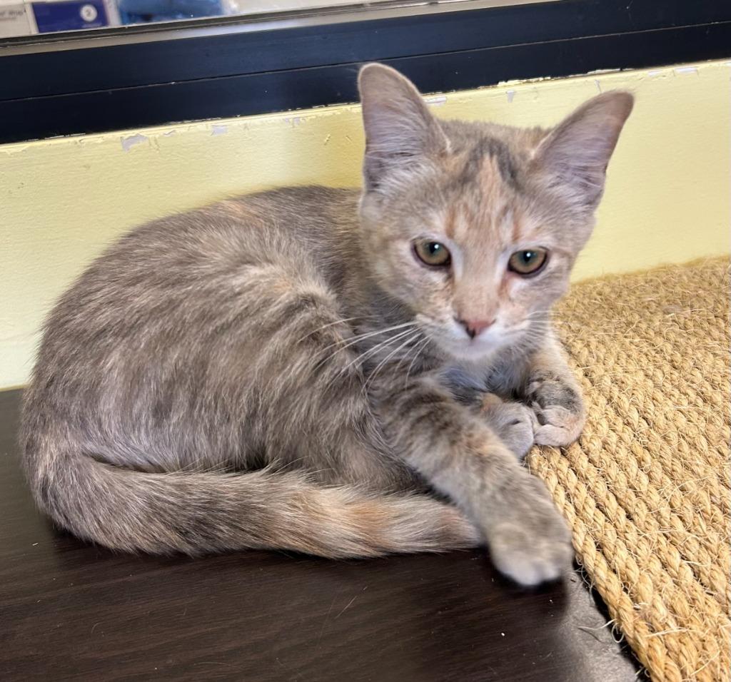 Emma, Adopted, Kitten Female Domestic Short Hair.