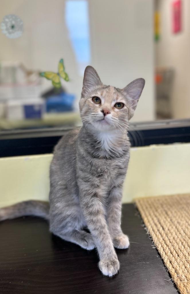 Enlarge Emma, a Adopted mixed breed in Blountville, TN image 2/2