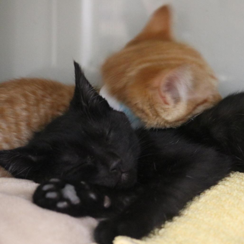 Haku, Adoptable, Kitten Male Domestic Short Hair.