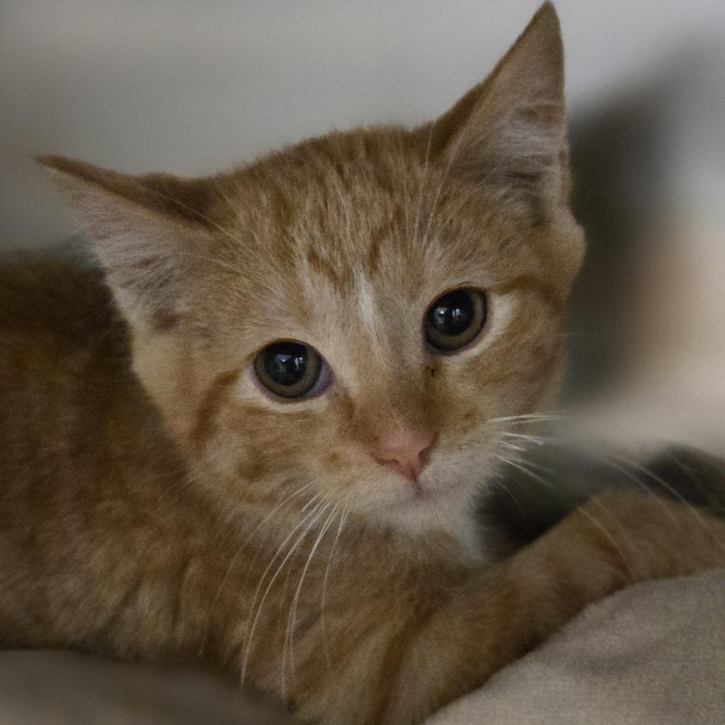 Enlarge Haku, a Adoptable mixed breed in Saint Cloud, MN image 2/3