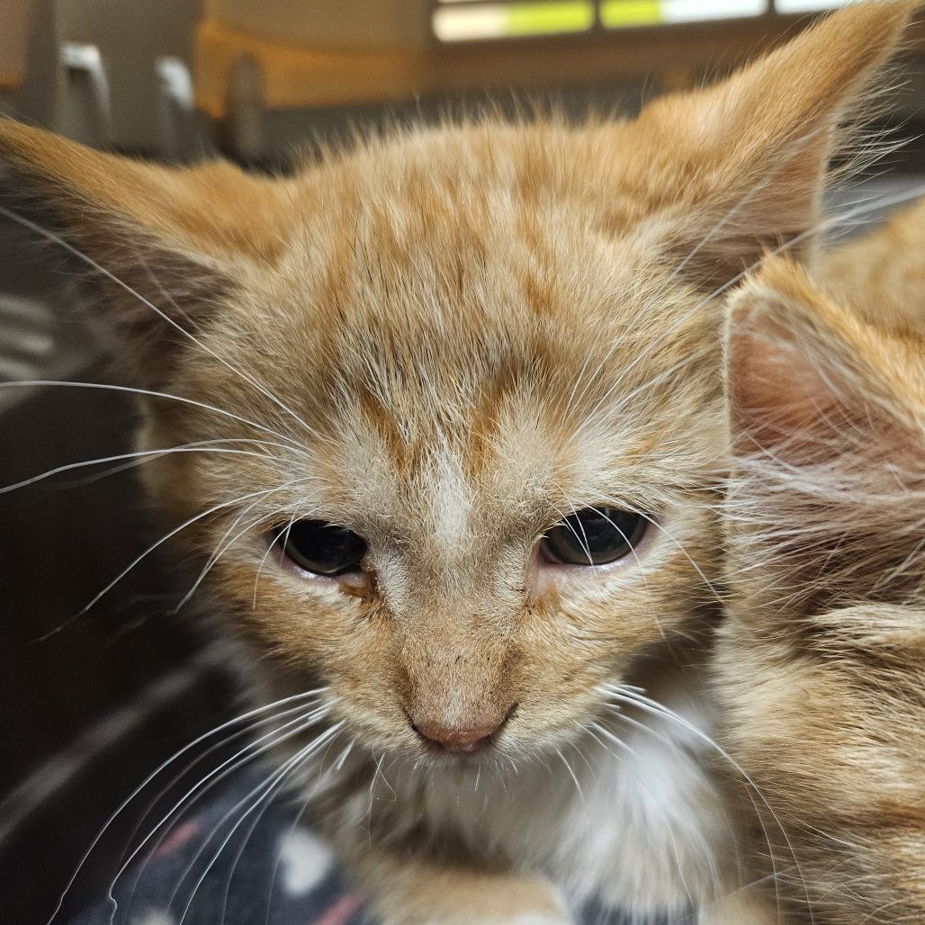 Enlarge Haku, a Adoptable mixed breed in Saint Cloud, MN image 3/3