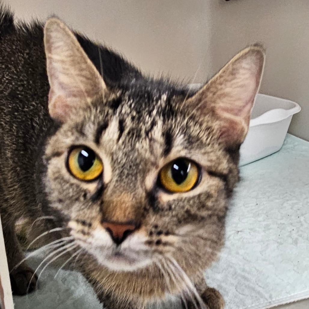 Enlarge Star, a Adoptable Domestic Short Hair in Zanesville, OH image 1/1