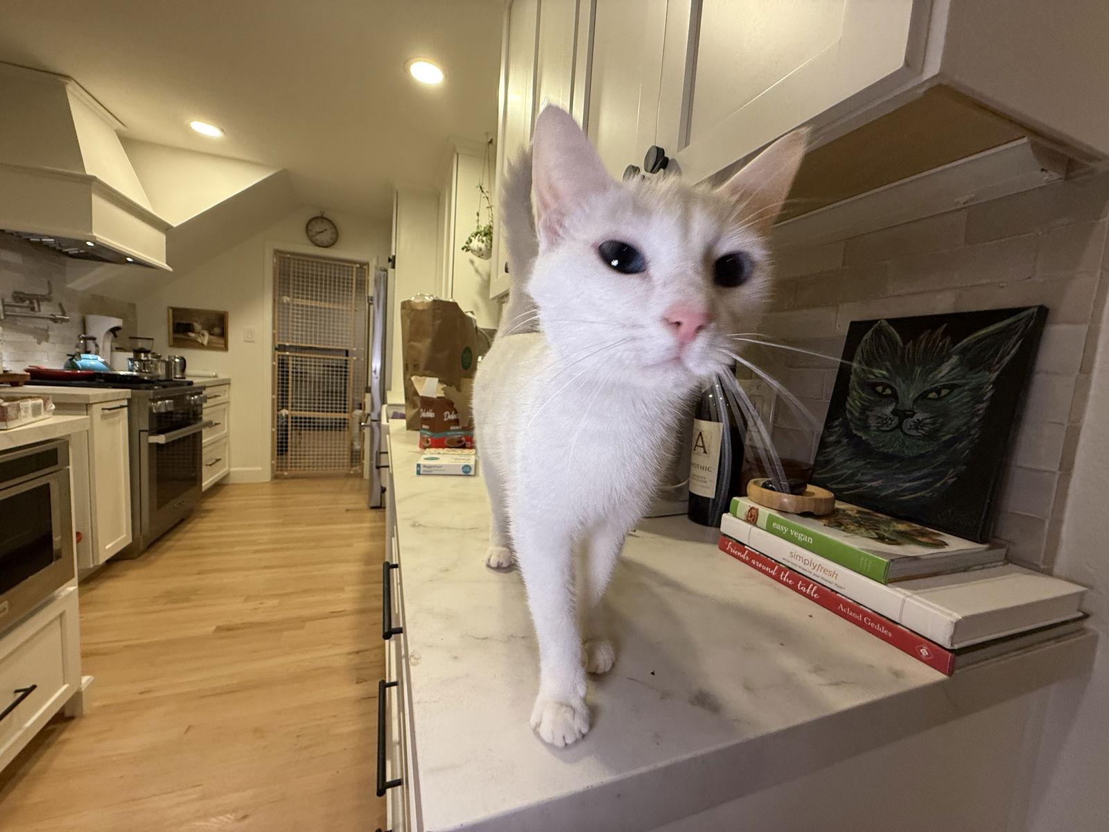 Enlarge SNOWBELLA, a Adopted Domestic Short Hair in Walnut Creek, CA image 2/3