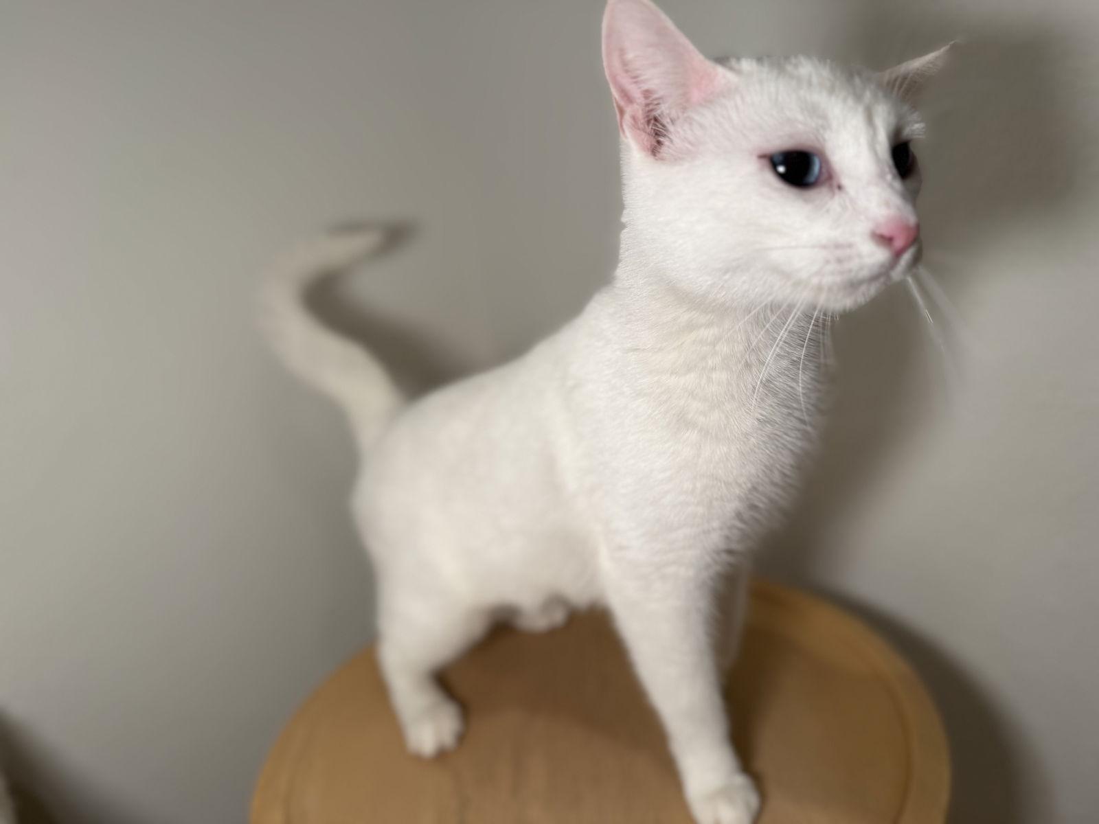 Enlarge SNOWBELLA, a Adopted Domestic Short Hair in Walnut Creek, CA image 3/3
