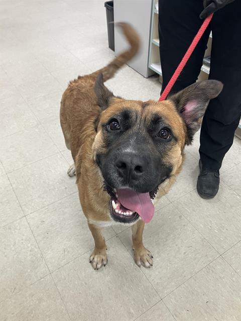 Emmett, an adoptable German Shepherd Dog in Winnipeg, MB, R3E 3N8 | Photo Image 3