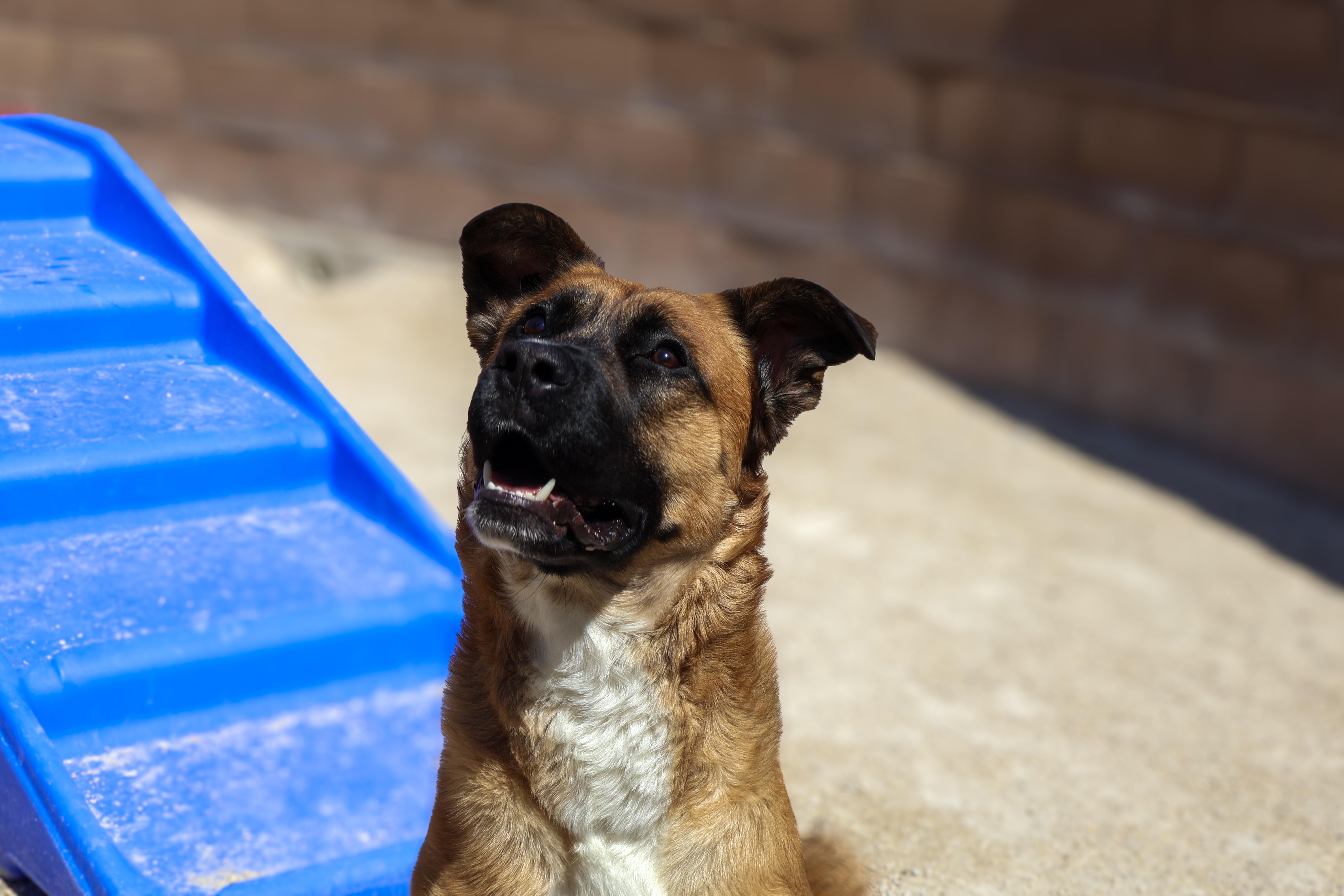 Emmett, an adoptable German Shepherd Dog in Winnipeg, MB, R3E 3N8 | Photo Image 2
