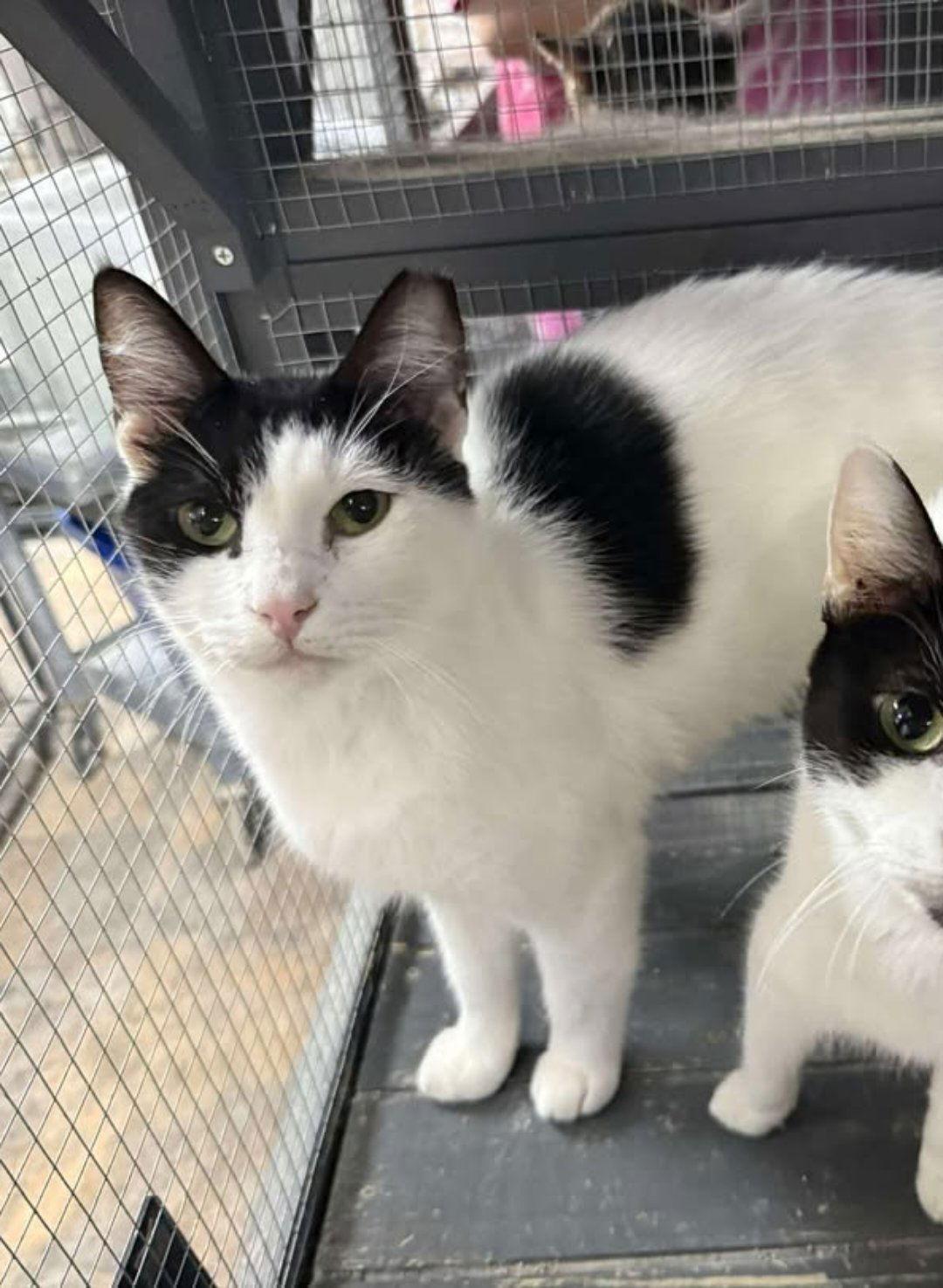 Enlarge Moo moo, a Adoptable Domestic Short Hair in St. Ann, MO image 1/1