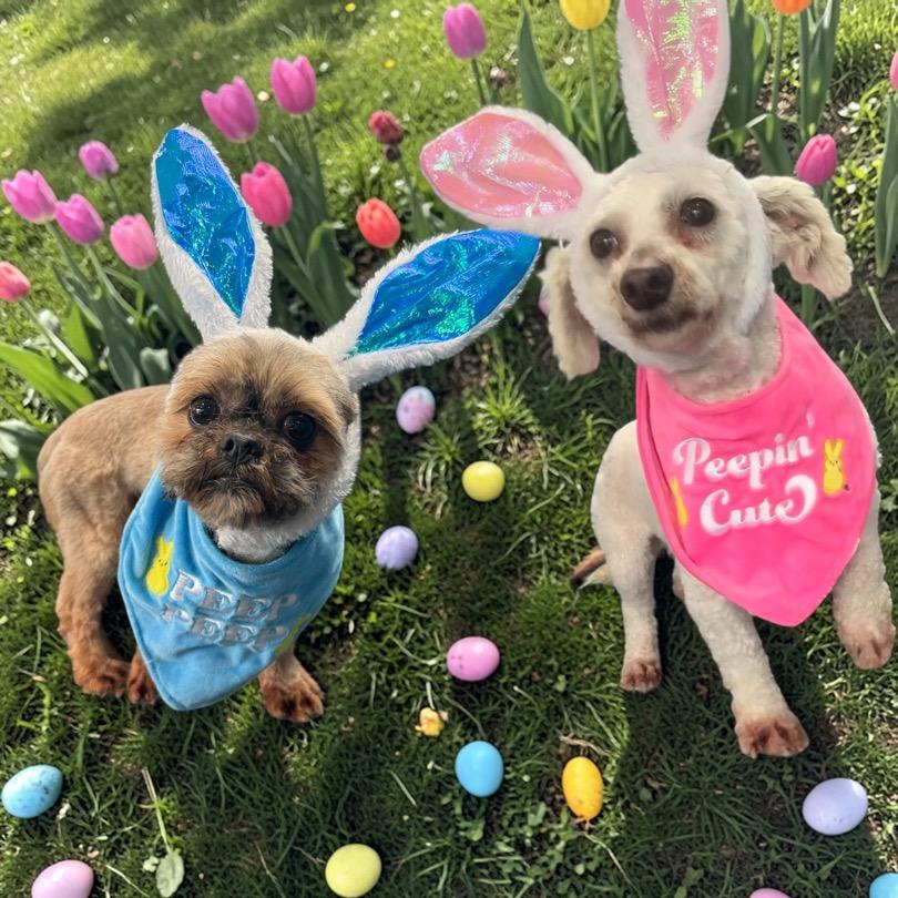 Charm, Adoptable, Senior Female Shih Tzu.