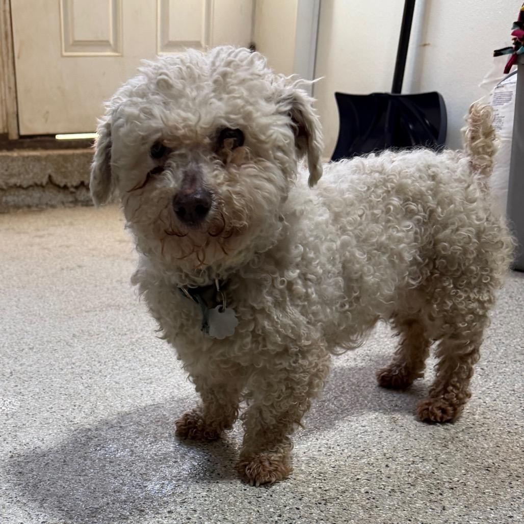 Enlarge Charm, a Adoptable Shih Tzu in West Chester, PA image 2/5