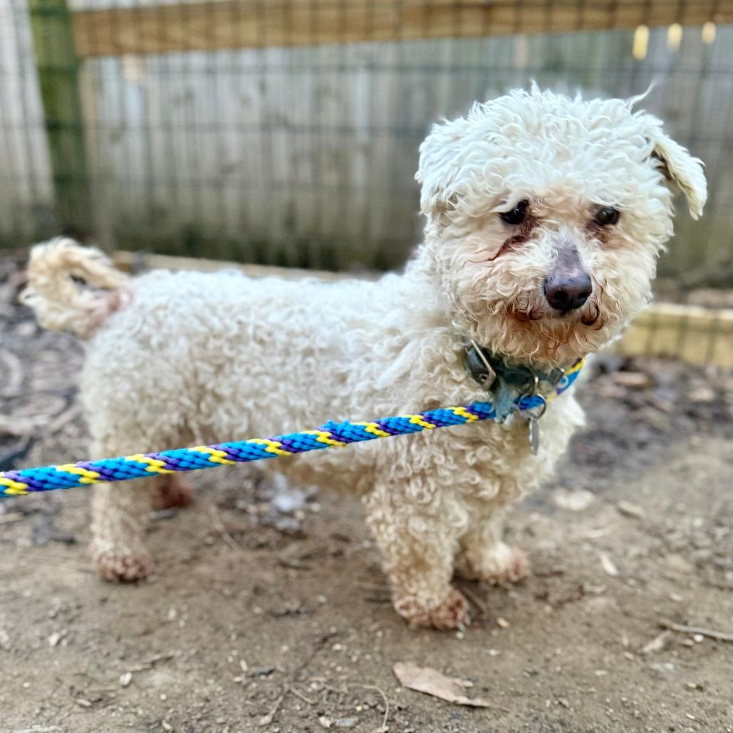 Enlarge Charm, a Adoptable Shih Tzu in West Chester, PA image 3/5
