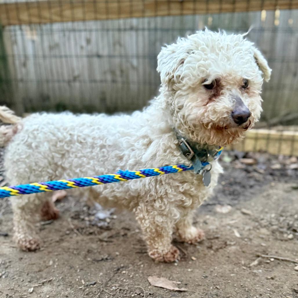 Enlarge Charm, a Adoptable Shih Tzu in West Chester, PA image 4/5
