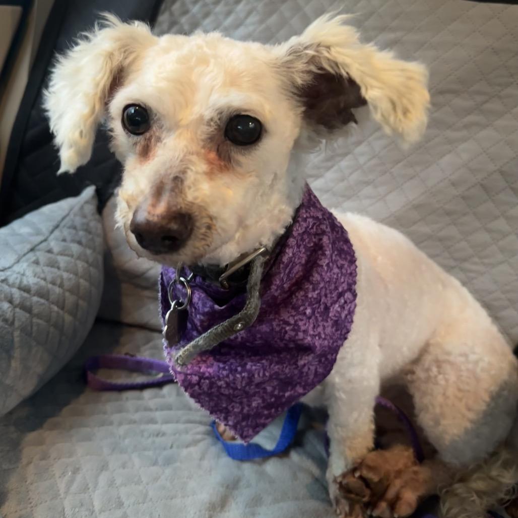 Enlarge Charm, a Adoptable Shih Tzu in West Chester, PA image 5/5