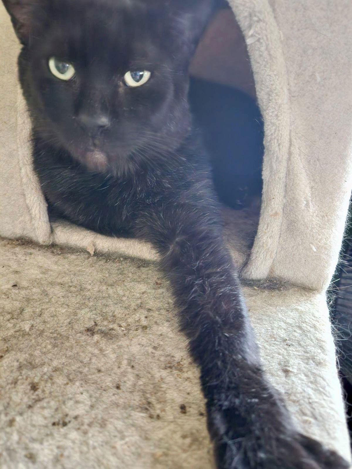 Enlarge JELLYBEAN, a Adoptable Domestic Short Hair in Oakland Park, FL image 1/1
