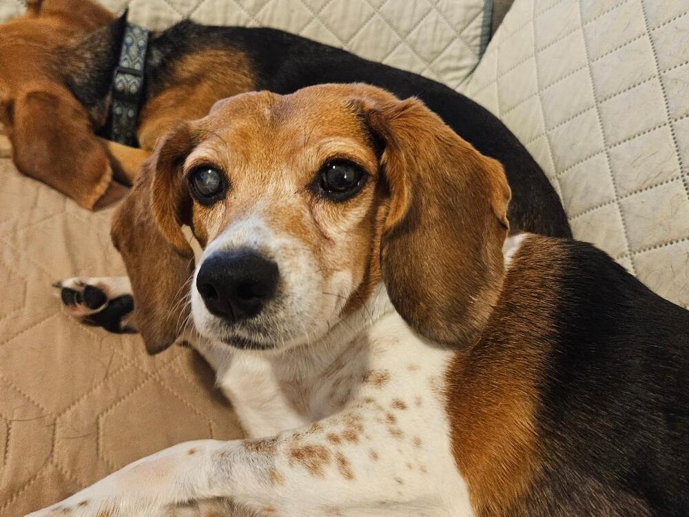 Collette (Coco)  - Fostered in Omaha, Adoptable, Senior Female Beagle.