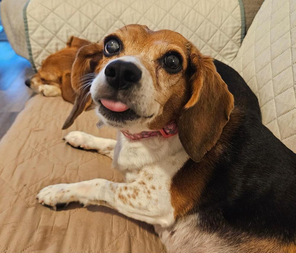 Enlarge Collette (Coco)  - Fostered in Omaha, a Adoptable Beagle in Shawnee Mission, KS image 2/4