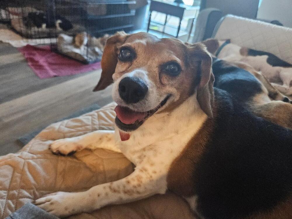 Enlarge Collette (Coco)  - Fostered in Omaha, a Adoptable Beagle in Shawnee Mission, KS image 3/4