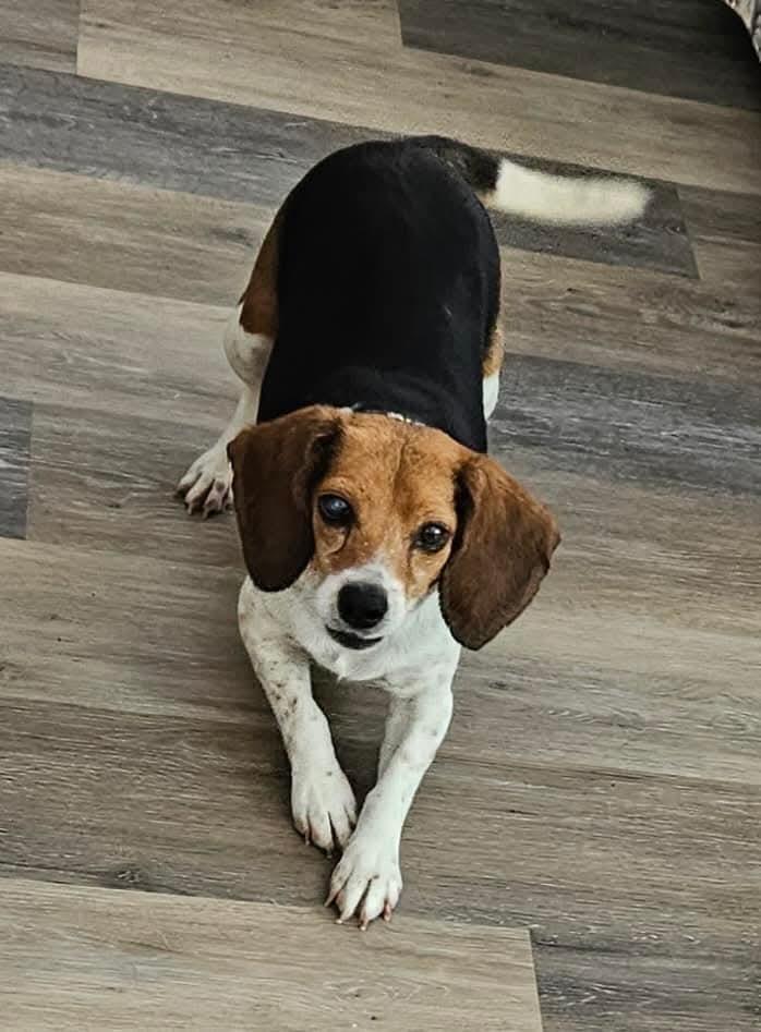 Enlarge Collette (Coco)  - Fostered in Omaha, a Adoptable Beagle in Shawnee Mission, KS image 4/4