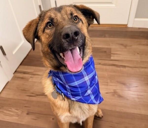 Enlarge Buzz, a Adoptable mixed breed in Walnut Creek, CA image 1/3