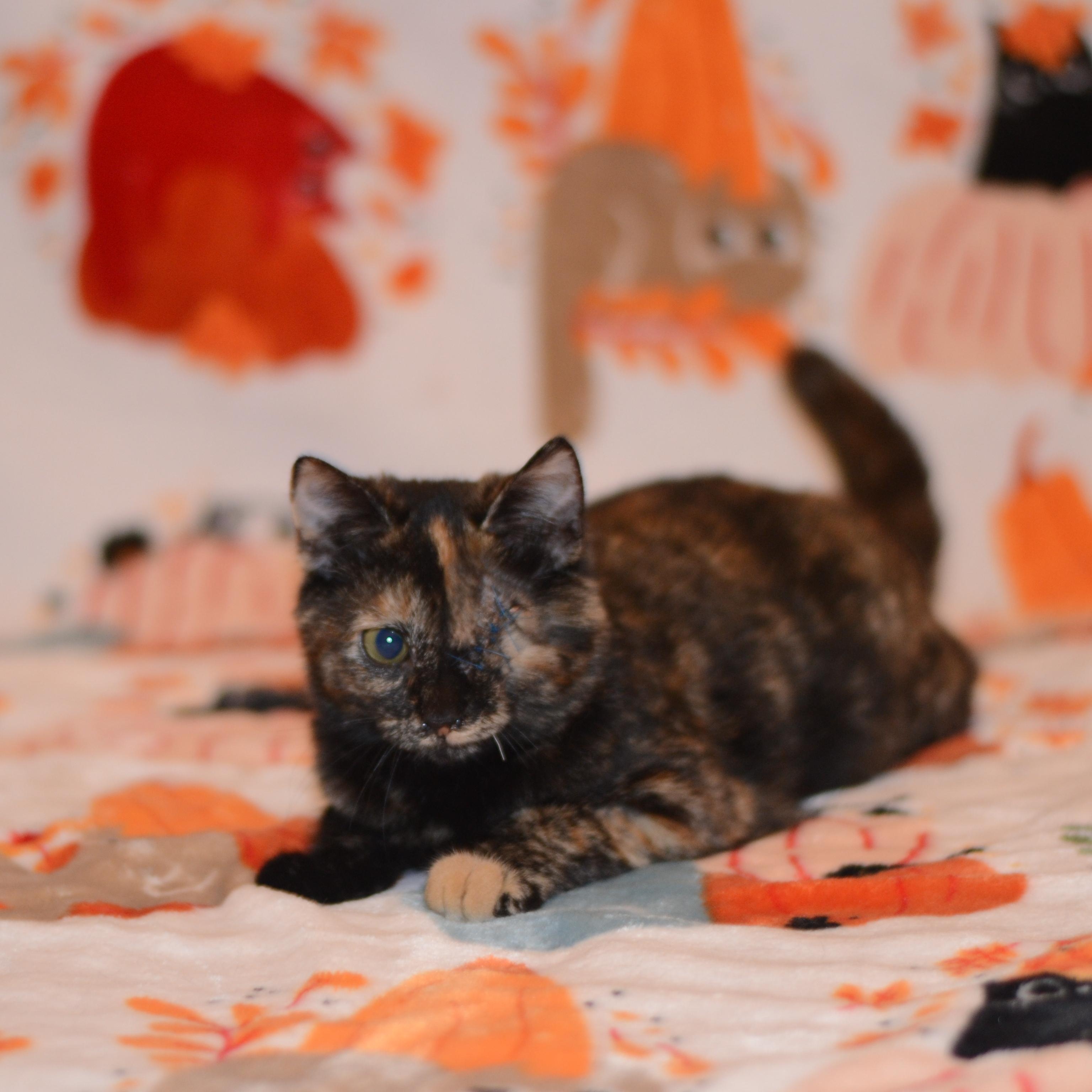 Enlarge Tortilla, a Adoptable Domestic Short Hair in Manchester, MD image 2/2