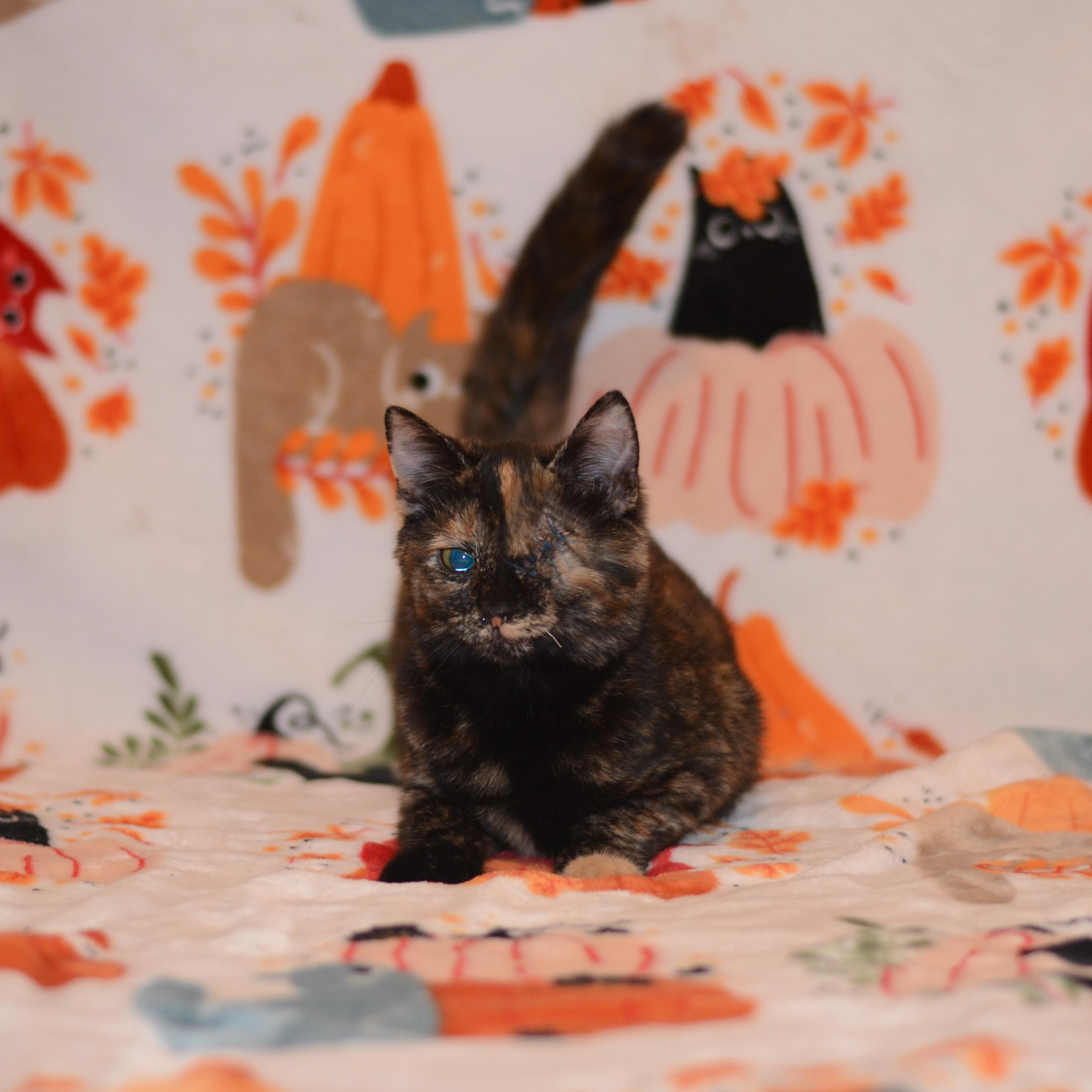 Tortilla, Adoptable, Kitten Female Domestic Short Hair.