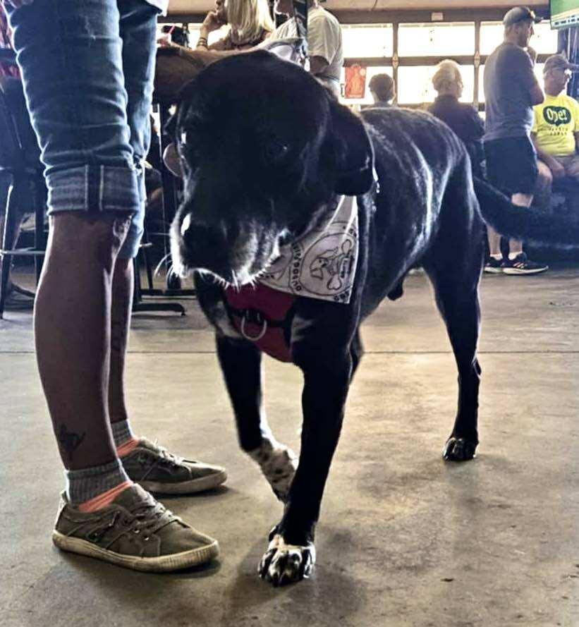 Baxter, Senior Male unknown