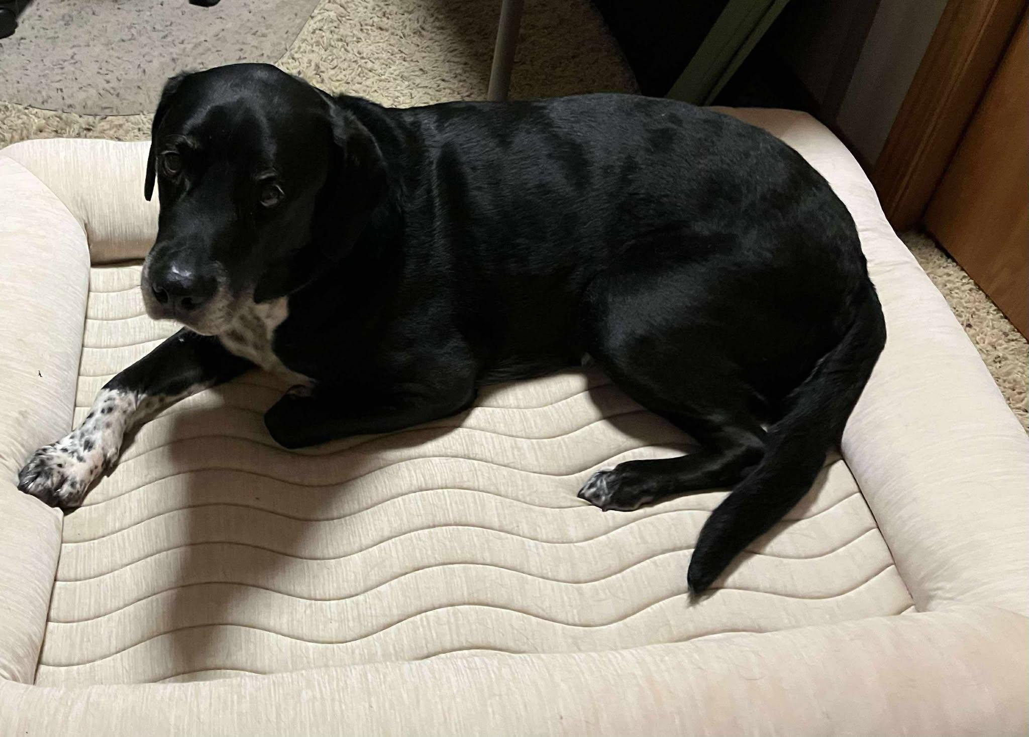 Baxter photo 3