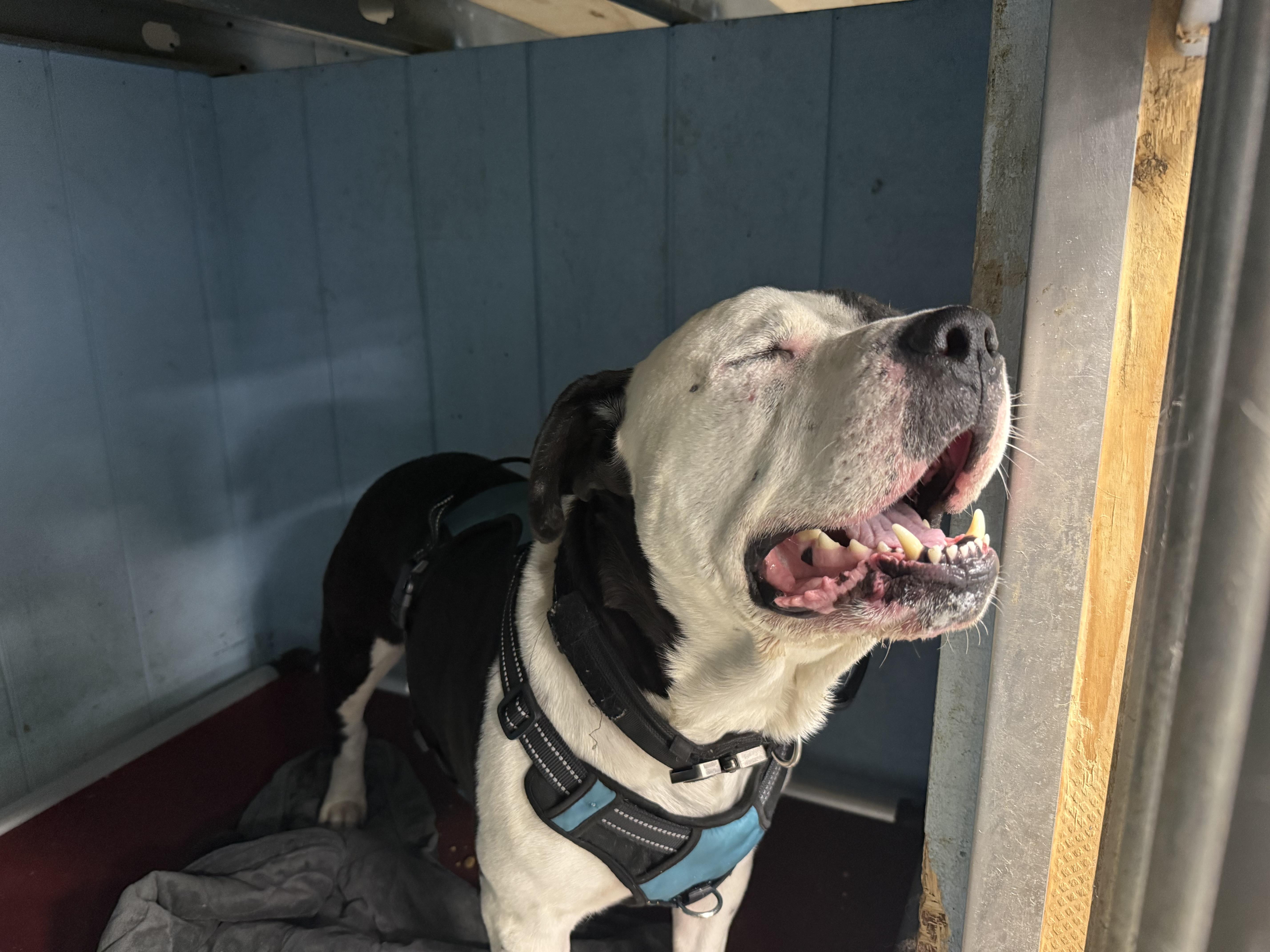 Enlarge Puma, a ADOPTABLE mixed breed in Bayport, NY image 1/2