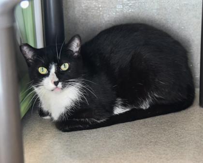 Susan, Adoptable, Adult Female Domestic Short Hair & Domestic Short Hair.