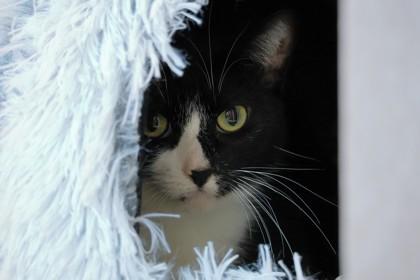 Enlarge Susan, a Adoptable Domestic Short Hair in Ringoes, NJ image 2/3