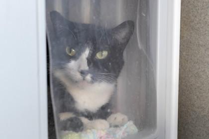 Enlarge Susan, a Adoptable Domestic Short Hair in Ringoes, NJ image 3/3