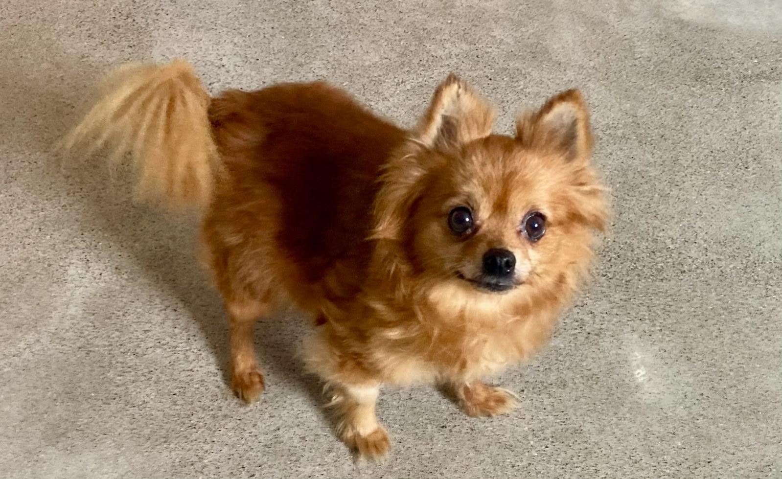 Enlarge Bella, an adoptable mixed breed in Carsonville, MI image 3/3