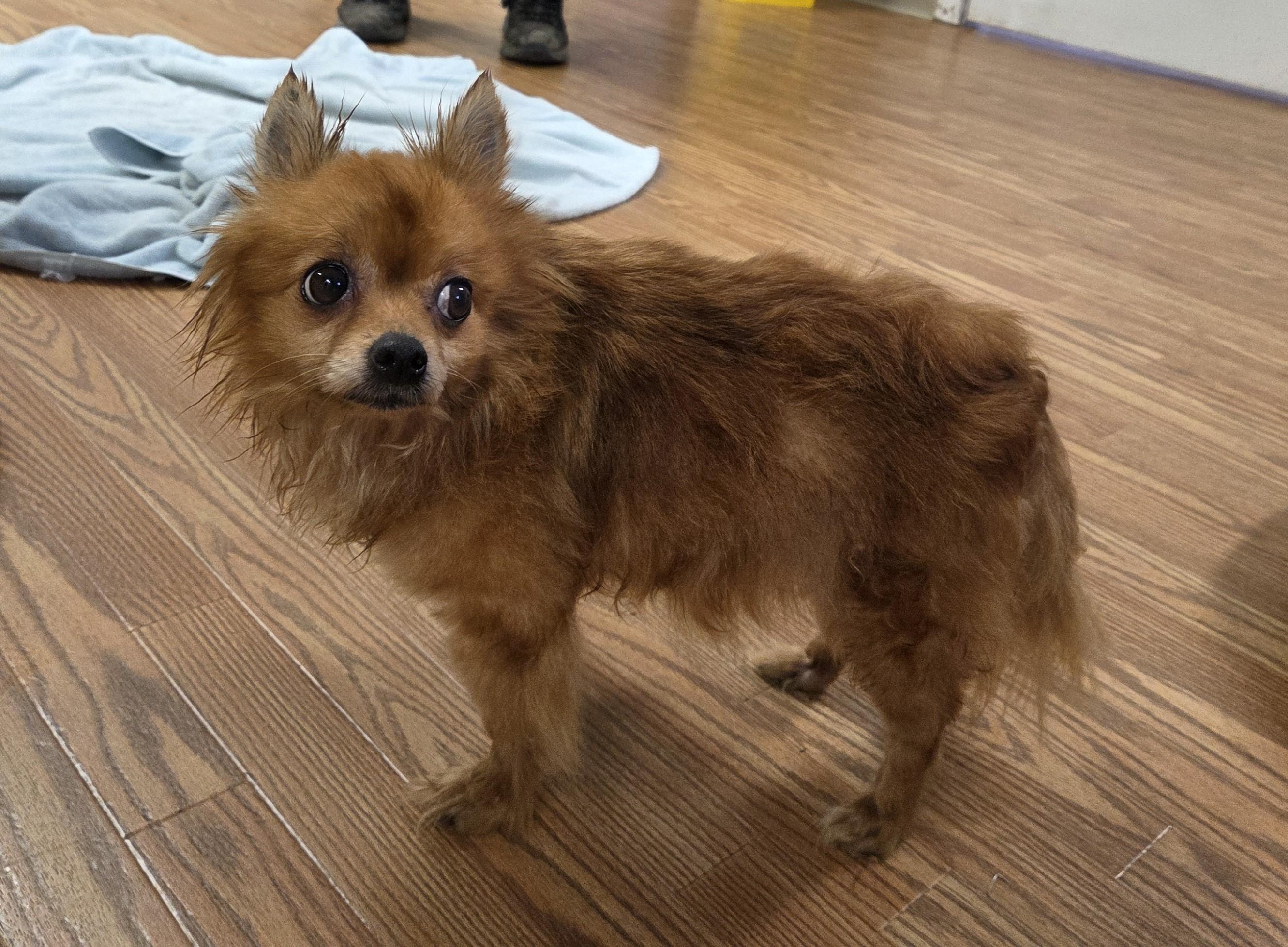 Enlarge Bella, an adoptable mixed breed in Carsonville, MI image 2/3