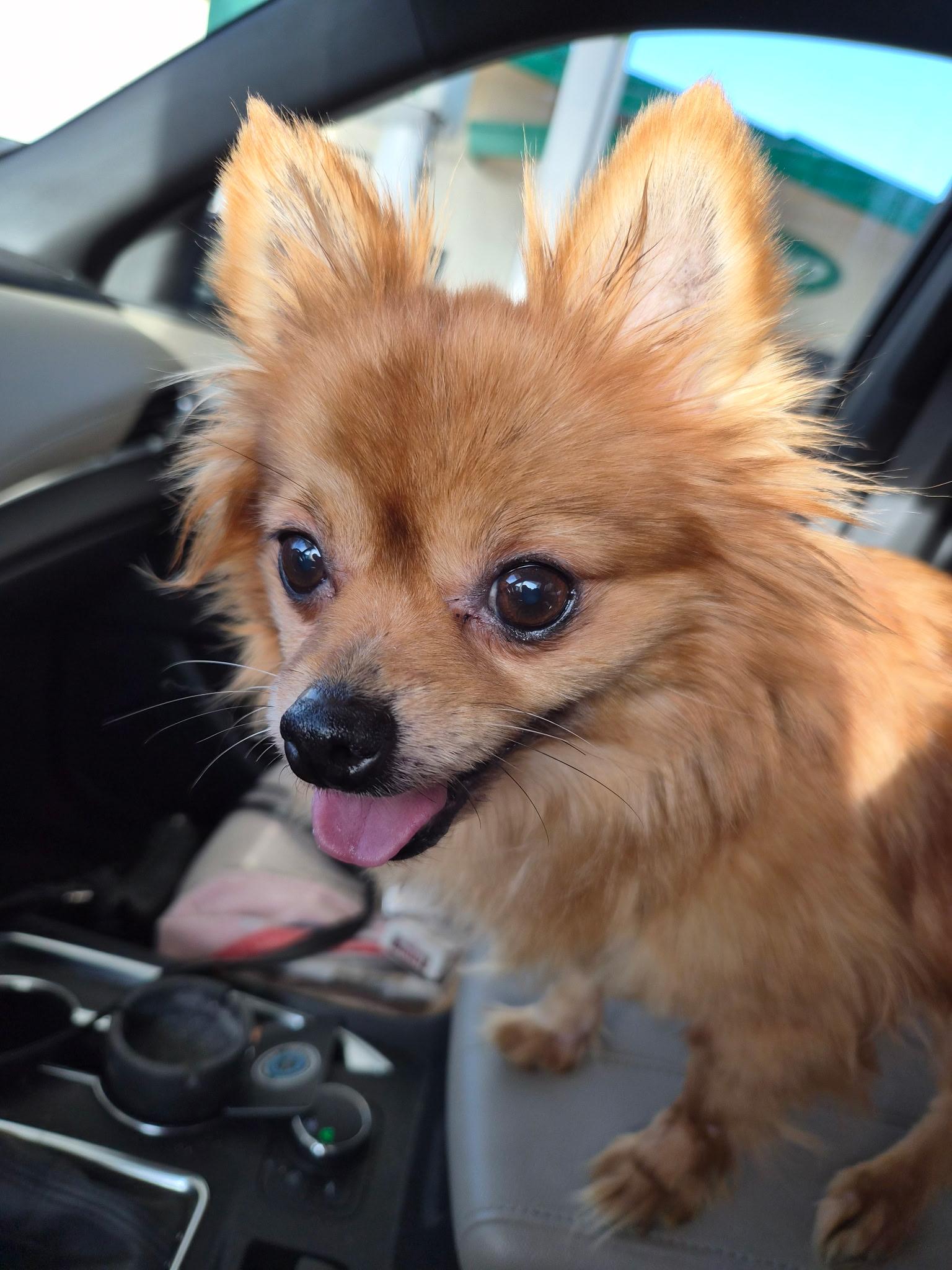 Enlarge Bella, an adoptable mixed breed in Carsonville, MI image 1/3