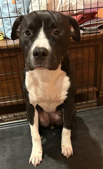 Enlarge PAX, a Adoptable mixed breed in Lexington, SC image 1/1