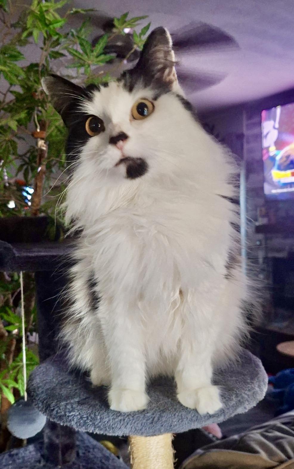 Nova, Adoptable, Young Female Domestic Long Hair.