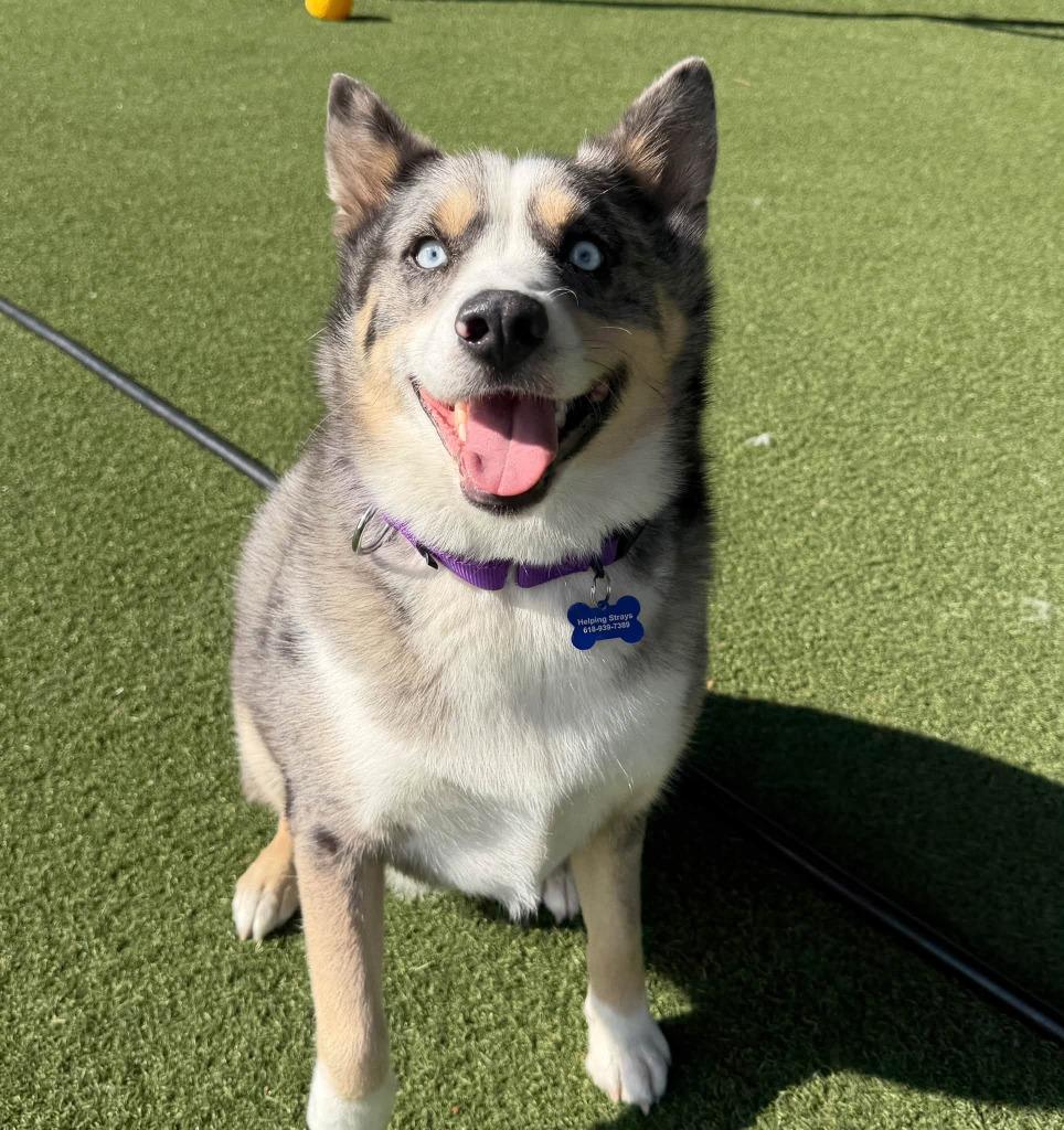 Enlarge Thor, a Adoptable mixed breed in Columbia, IL image 2/5