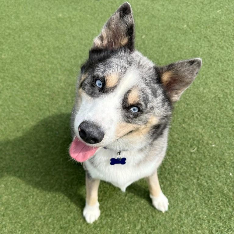 Enlarge Thor, a Adoptable mixed breed in Columbia, IL image 3/5