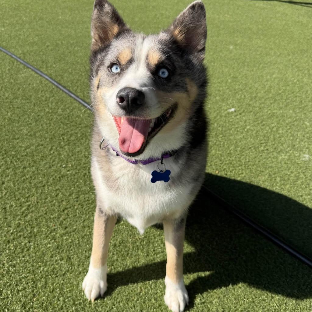 Enlarge Thor, a Adoptable mixed breed in Columbia, IL image 4/5