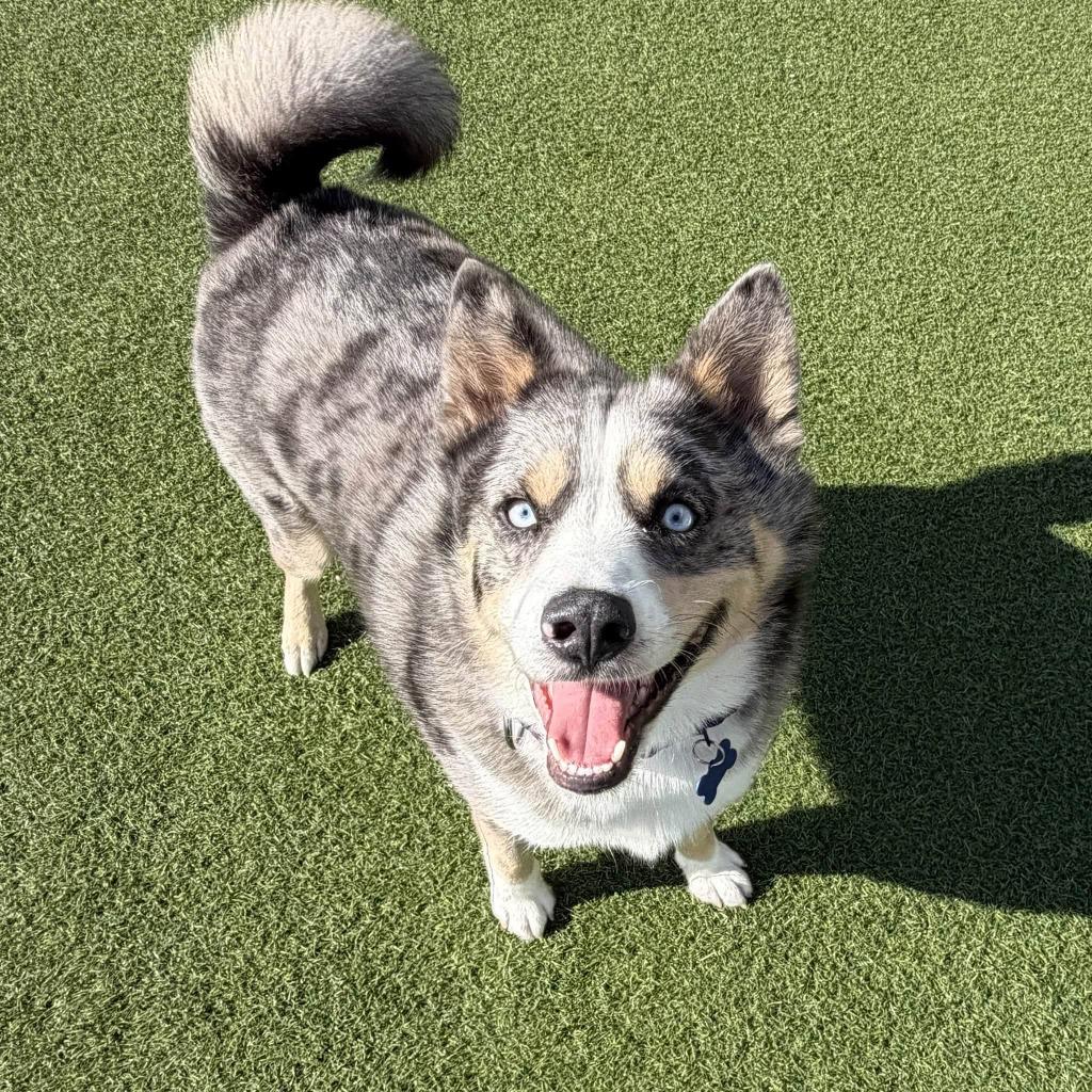 Enlarge Thor, a Adoptable mixed breed in Columbia, IL image 5/5
