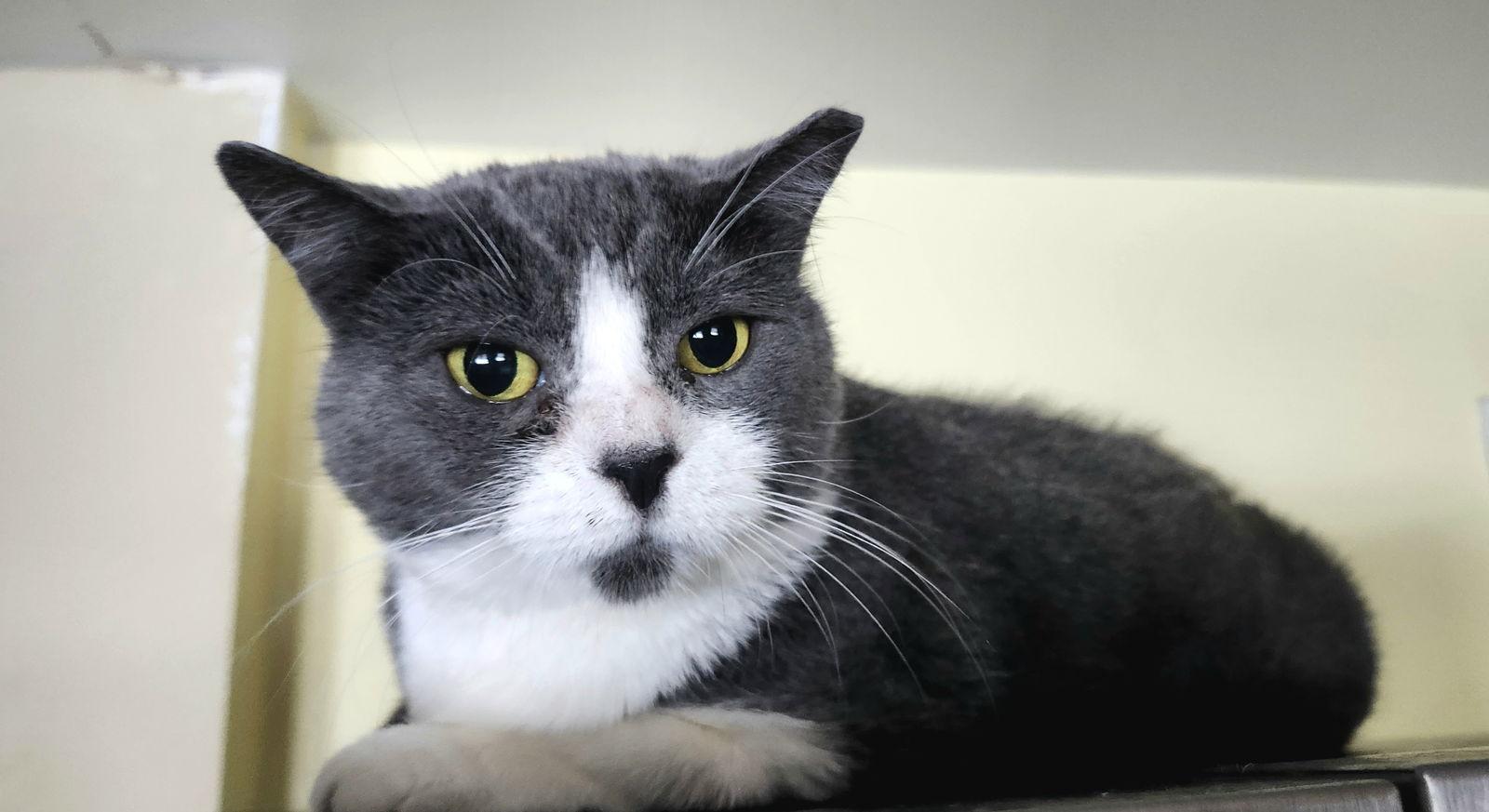 Savanah — thumbnail 2