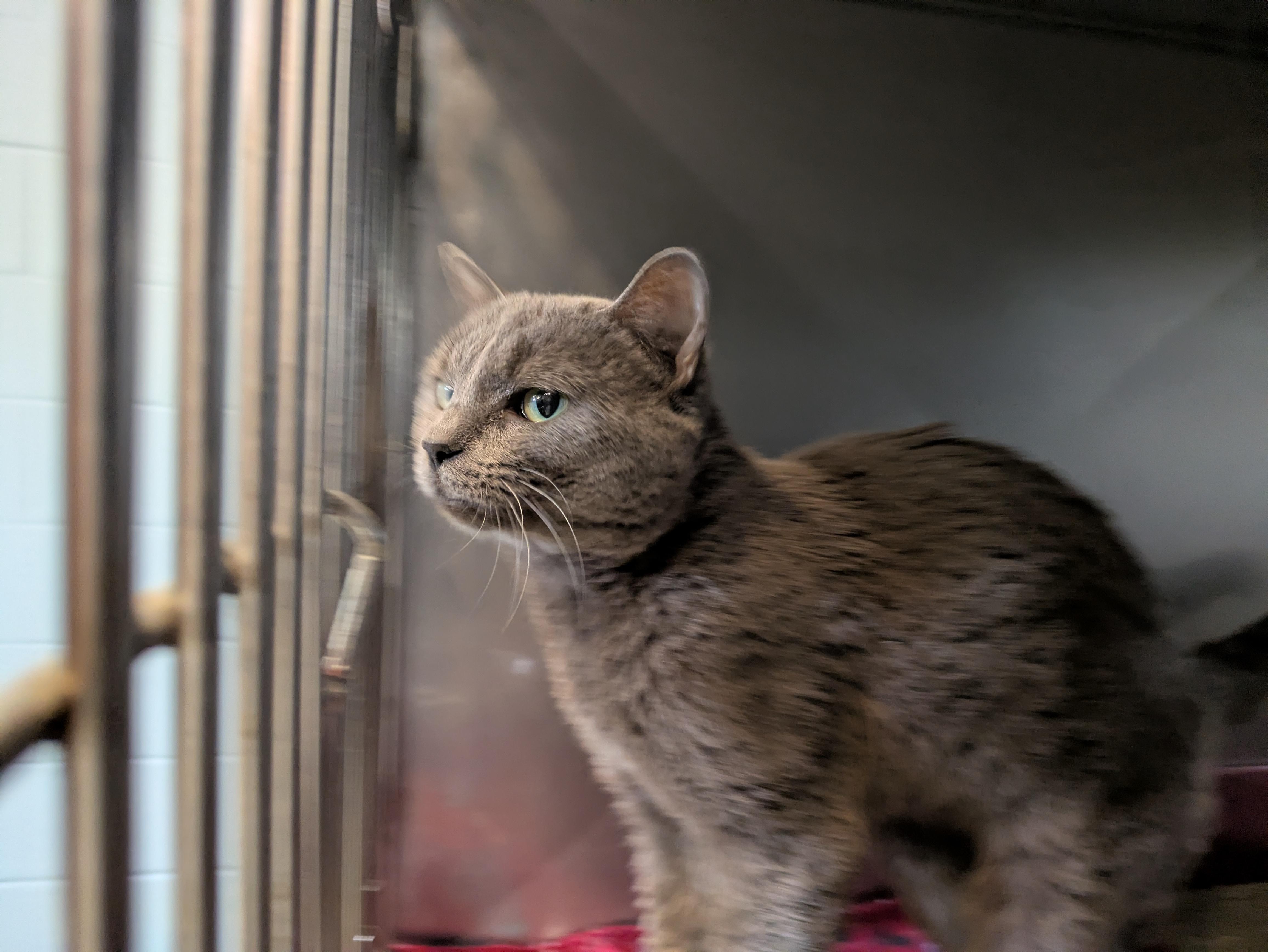 Fishsticks, ADOPTABLE, Adult Male Domestic Short Hair.