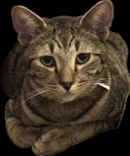Munchkin, an adoptable Tabby, Domestic Short Hair in Pasco, WA, 99301 | Photo Image 1