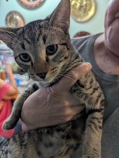 Munchkin, an adoptable Tabby, Domestic Short Hair in Pasco, WA, 99301 | Photo Image 2