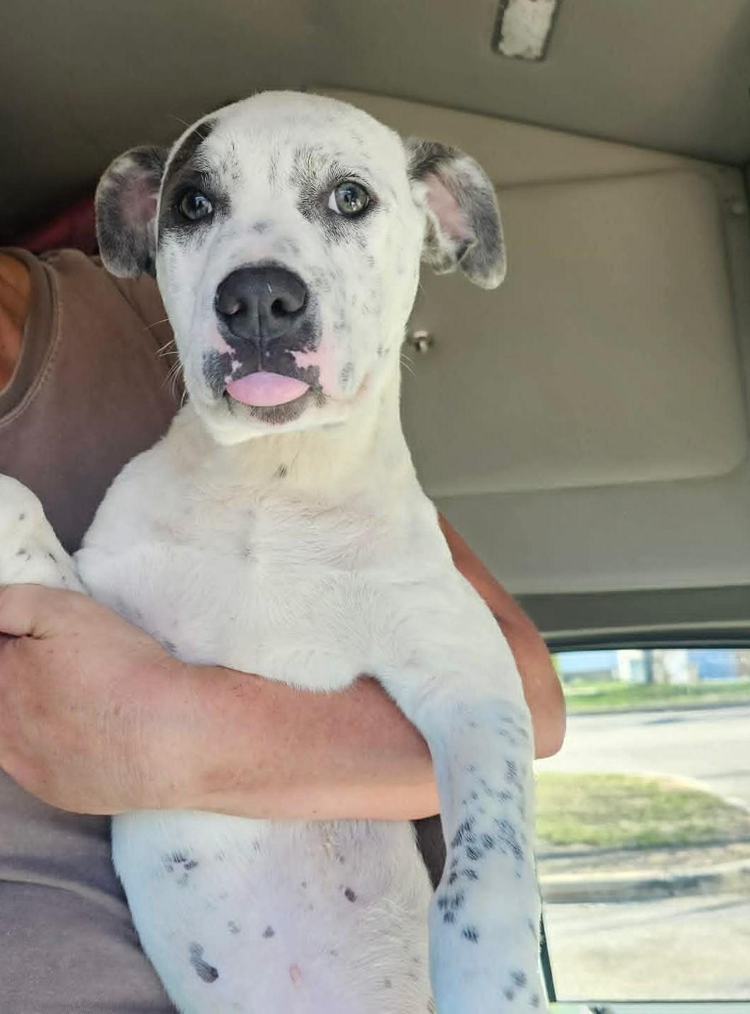 Enlarge Ip, an adopted mixed breed in Billerica, MA image 4/4